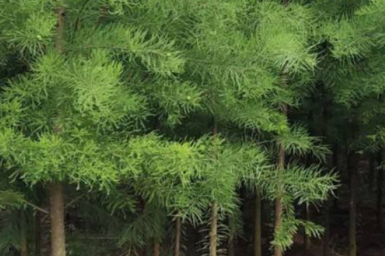 池杉树的寓意