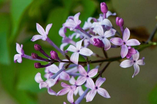 丁香花越冬的方法