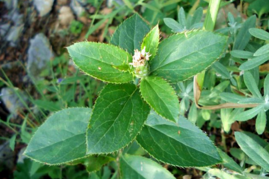 双子叶植物叶片的结构特点