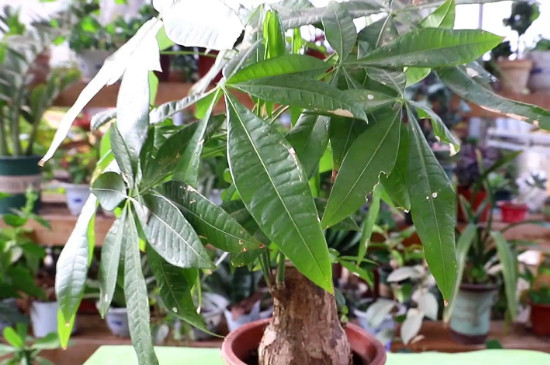 十大客厅风水植物