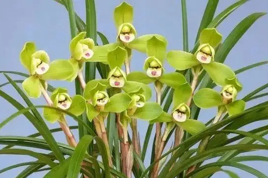 兰花能不能晒太阳