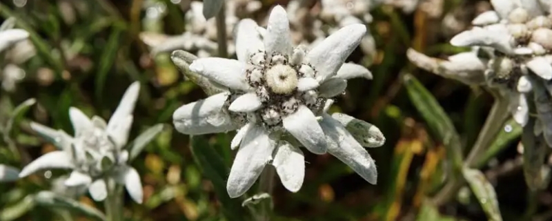 雪绒花的寓意