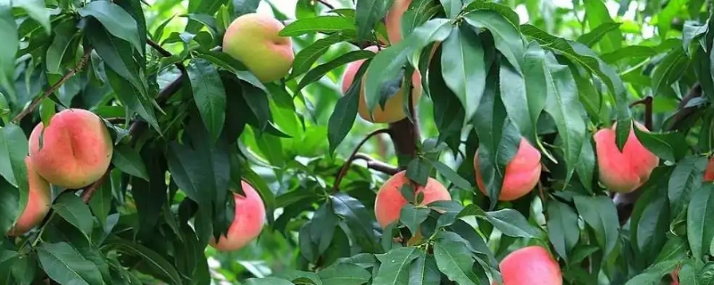 桃树是被子植物还是裸子植物