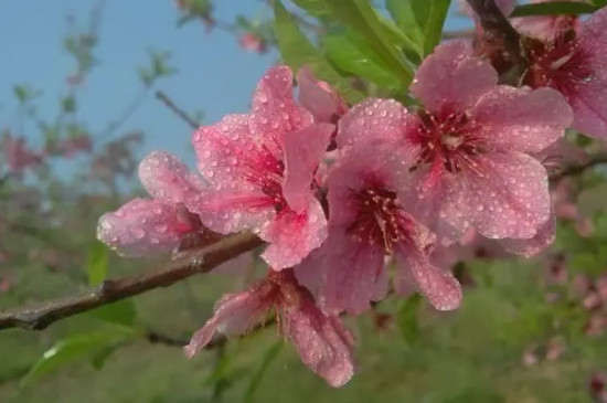 霁风花是什么花