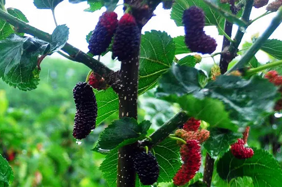 桑树是裸子植物还是被子植物