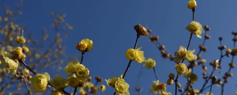 黄腊梅的花语和象征