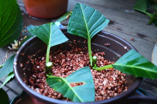 木绣球种植方法