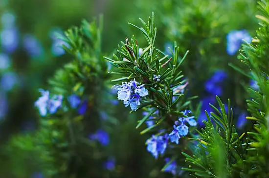 迷迭香花语寓意