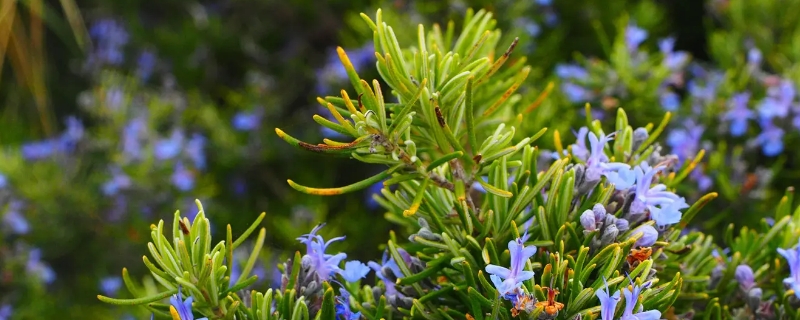 迷迭香花语寓意