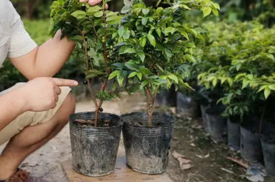 嘉宝果树的种植技术