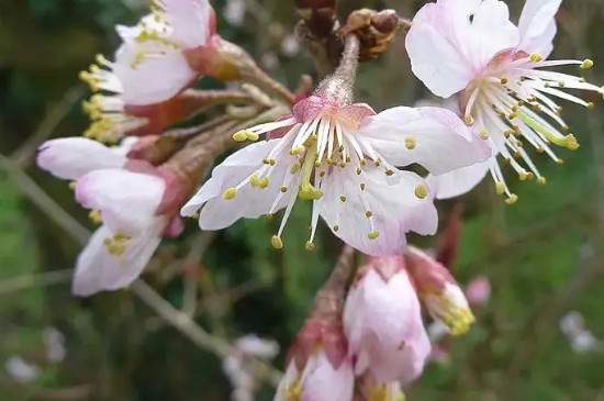 车厘子几月份开花