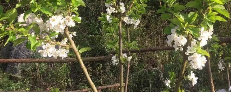 车厘子几月份开花