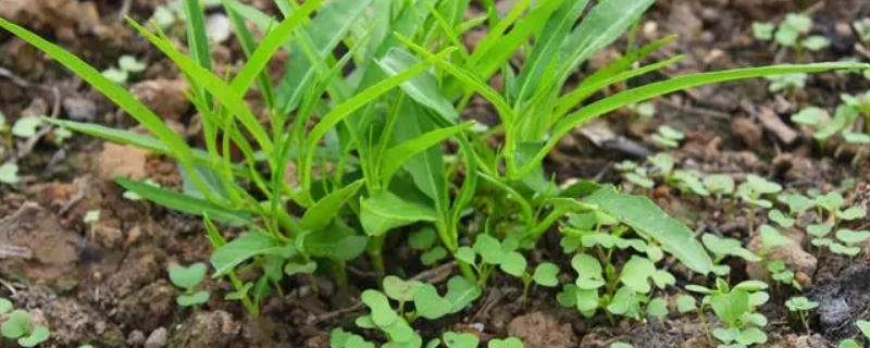 空心菜几月份播种最适合