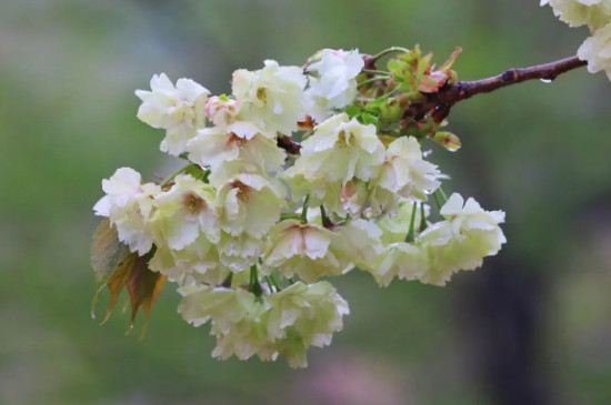 绿樱花的介绍