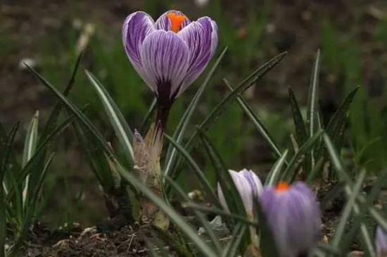 藏红花种植方法