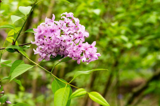 欧洲丁香花的花期有多长