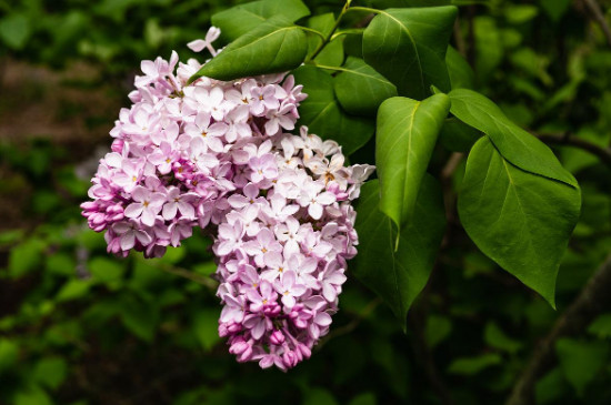 欧洲丁香花的花期有多长