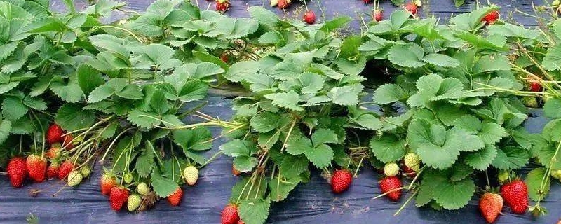 冬季草莓的种植方法和技术