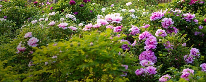 吉祥花是什么花