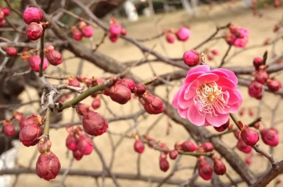 梅花是冬天开的吗