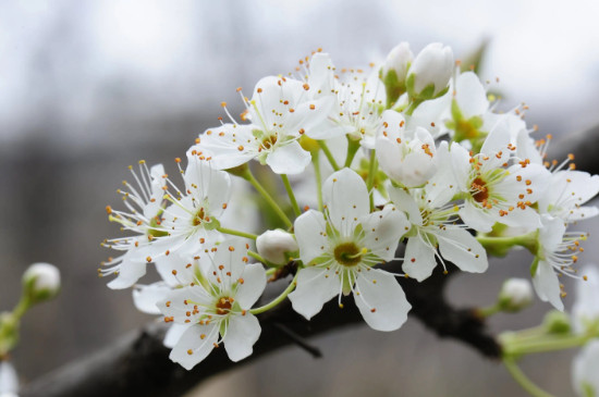 梨树花芽发育差,疏花芽时怎么办