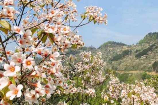 杏桐花的花语是什么