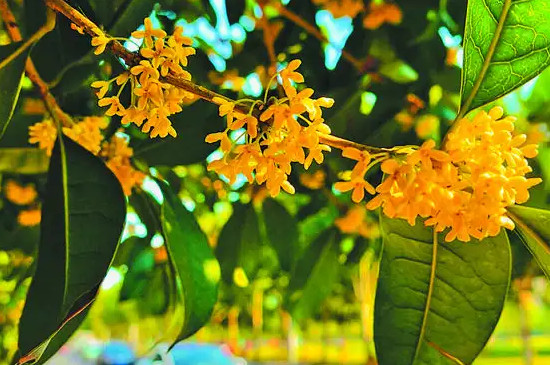 桂花有几个品种