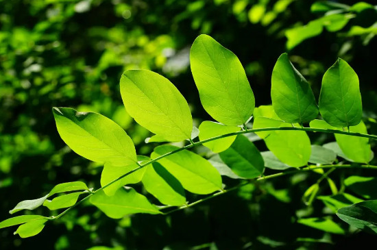 树叶是植物吗