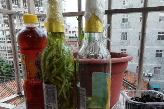 啤酒可以浇什么花