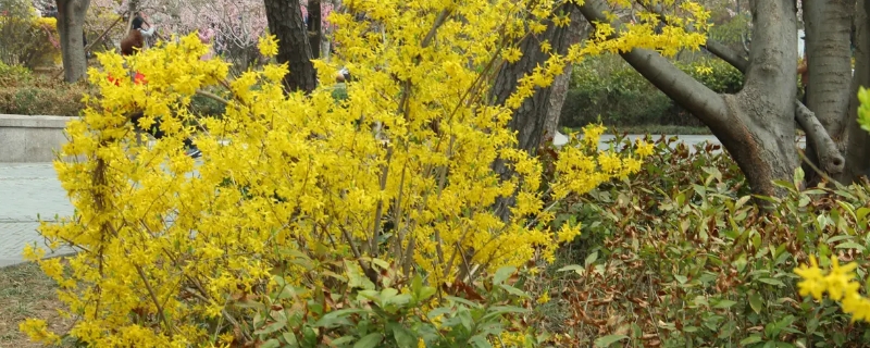 什么花喜欢碱性土壤