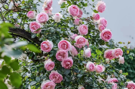 深粉龙沙宝石月季花开几季