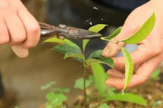 桂花树需要剪枝吗