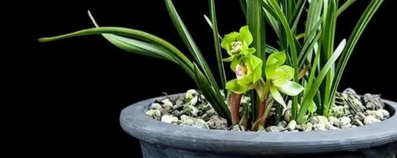 兰花的寓意