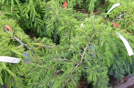 雪松是裸子植物还是被子植物