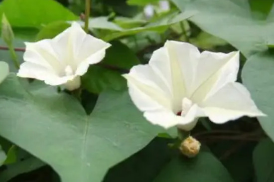 月光花几点开花