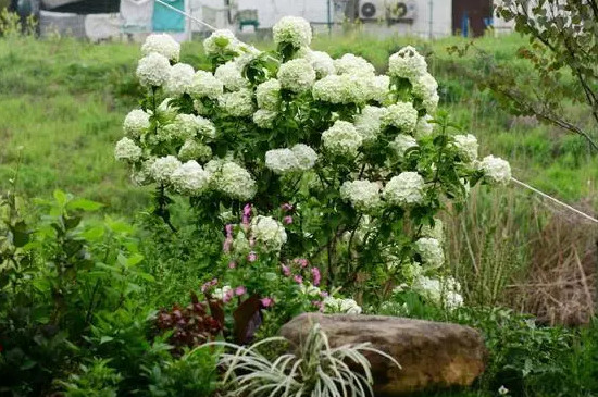 木绣球的花语和寓意