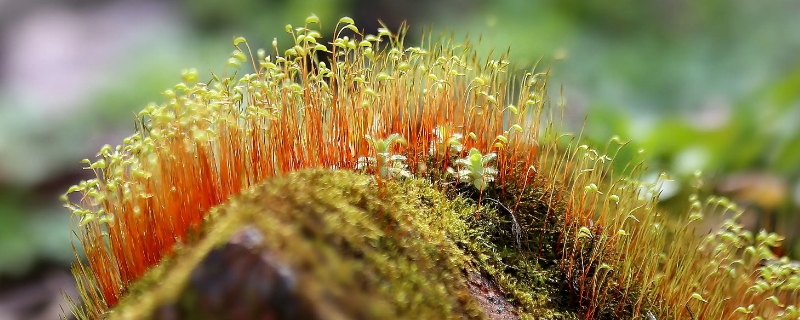 苔藓植物的特点