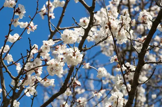 杏花几点开花