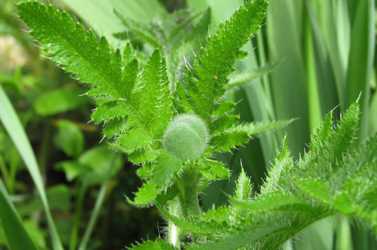 植物叶子发软下垂怎么办