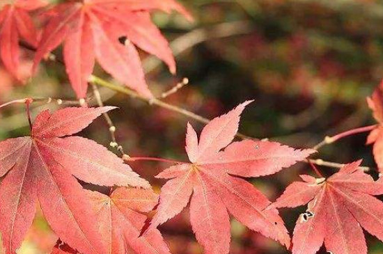 鸡爪槭怎么浇水