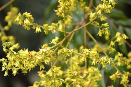 黄山栾树花期