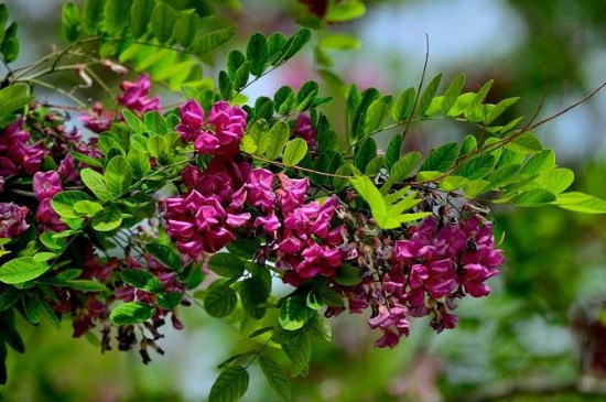 香花槐叶子发黄原因