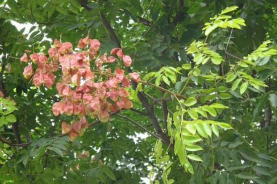 黄山栾树6月落叶是什么原因