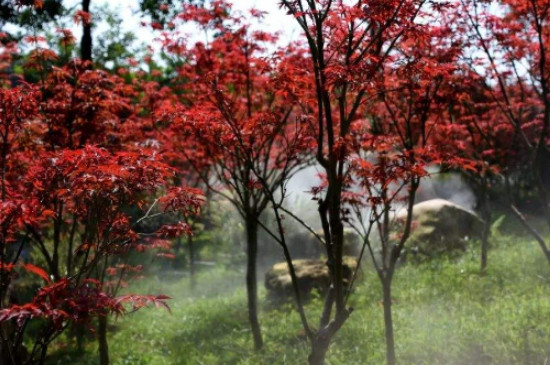 帽峰山红枫什么时候红