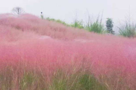 粉黛子的花语是什么