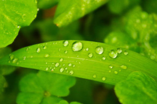 植物最怕什么颜色的光