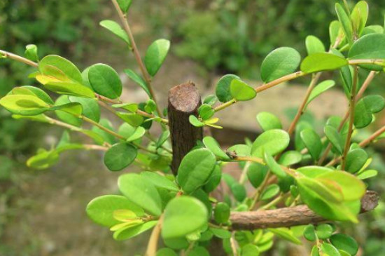 山格木是什么植物