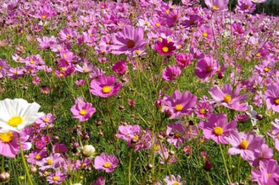 丽江市的市花是什么花