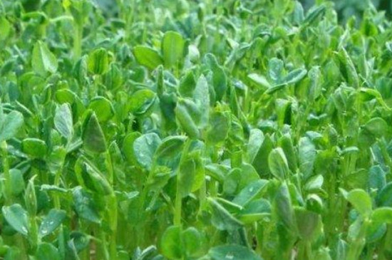 碗豆芽种植方法