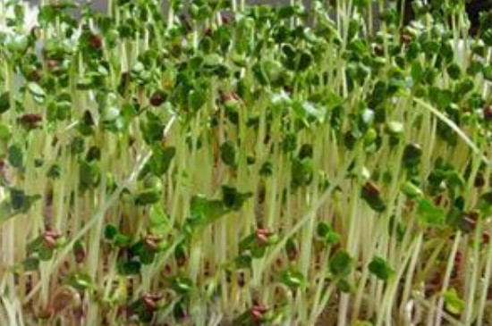 碗豆芽种植方法